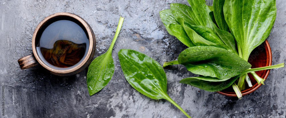 Obraz premium Herbal plantain tea