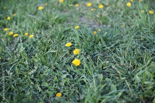 Close up of yellow dandelion flowers in garden on spring time.