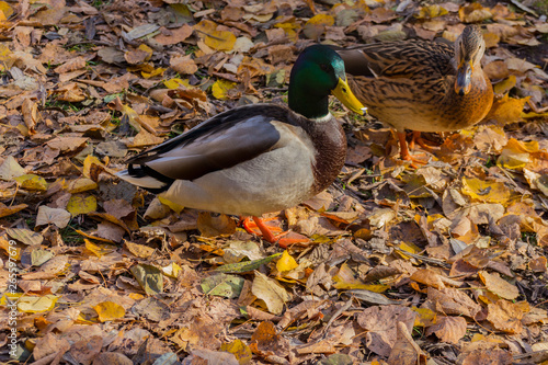 The Mallard duck in the park