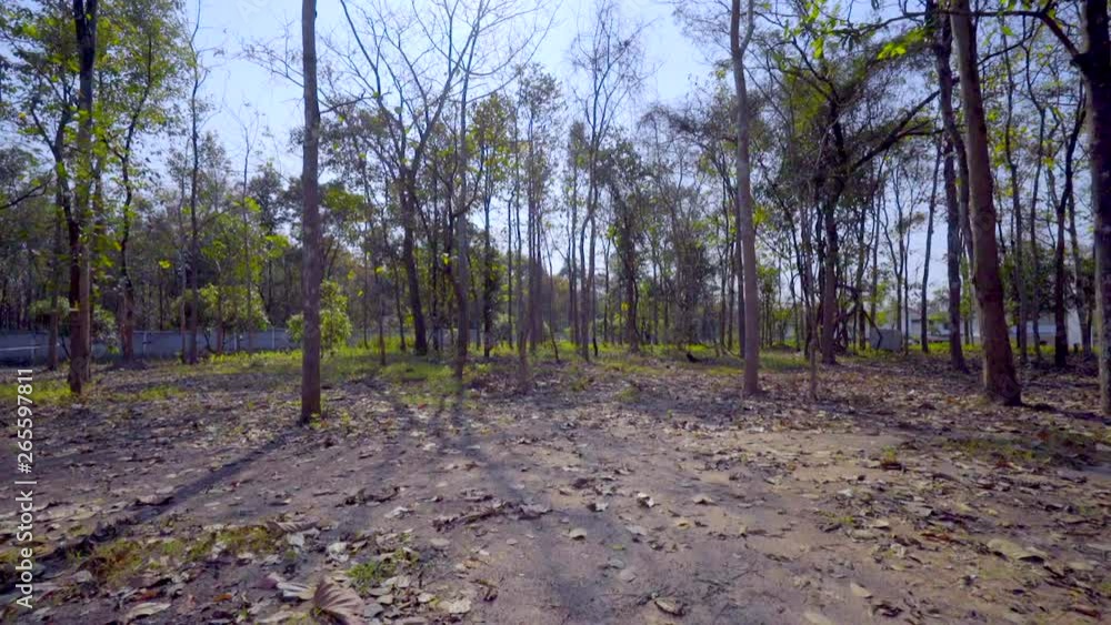 Cinematic shot of a path walking between trees through a forest in Thailand Cinematic shot of a path walking between trees through a forest in Thailand