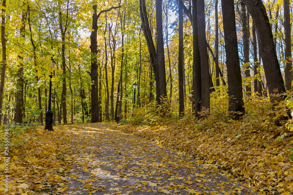 Fototapeta premium Road in the autumn park covered with yellow leaves