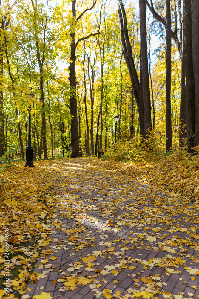 Obraz premium Road in the autumn park covered with yellow leaves