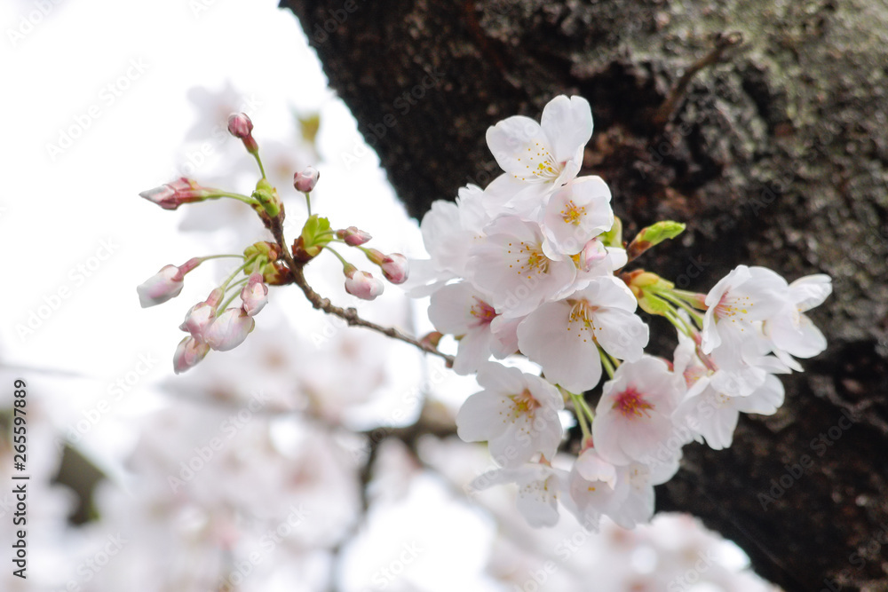 Obraz premium _IGP2535.JPG