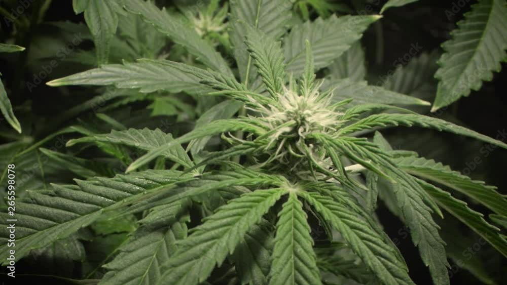 medical cannabis growing. the camera slowly rises up along the branch to the young marijuana flower medical cannabis growing. the camera slowly rises up along the branch to the young marijuana flower