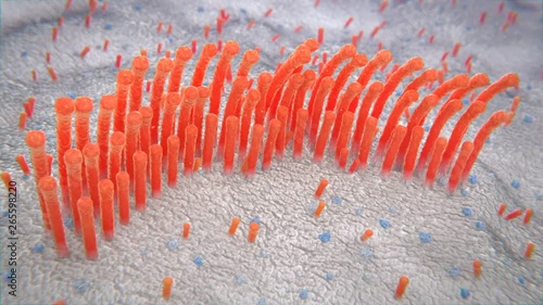 Inner Ear Hair Cells Degradation