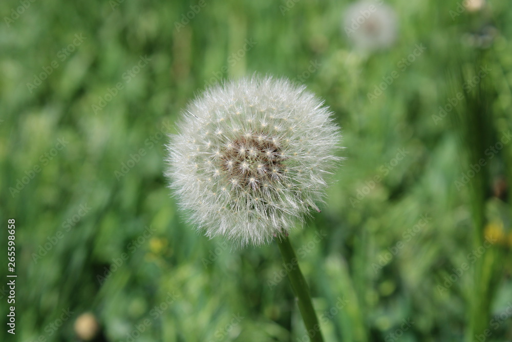 dandelion on background of green grass dandelion on background of green grass