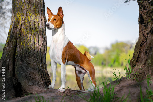 Portrait of a red basenji standing between the trees in a summer forest on the Sunset. Basenji Kongo Terrier Dog. photo