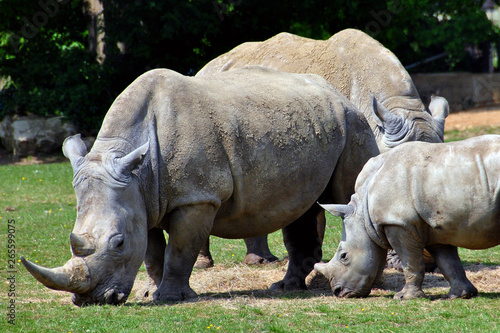 Southern White Rhino Rhincceros Ceratotherium Simum