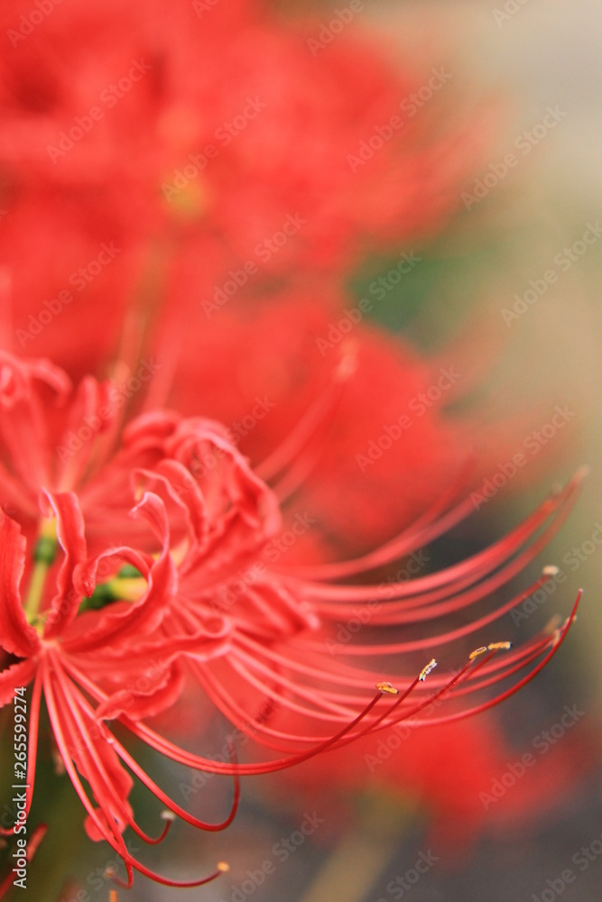 彼岸花