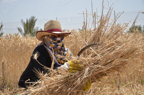 farmer working in the field