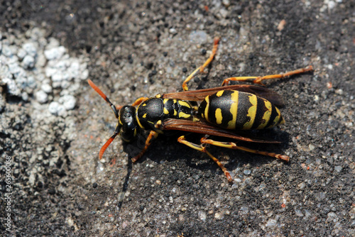 Makrofoto einer schwarz-gelb-gestreiften Wespe bzw. Feldwespe  © Insa