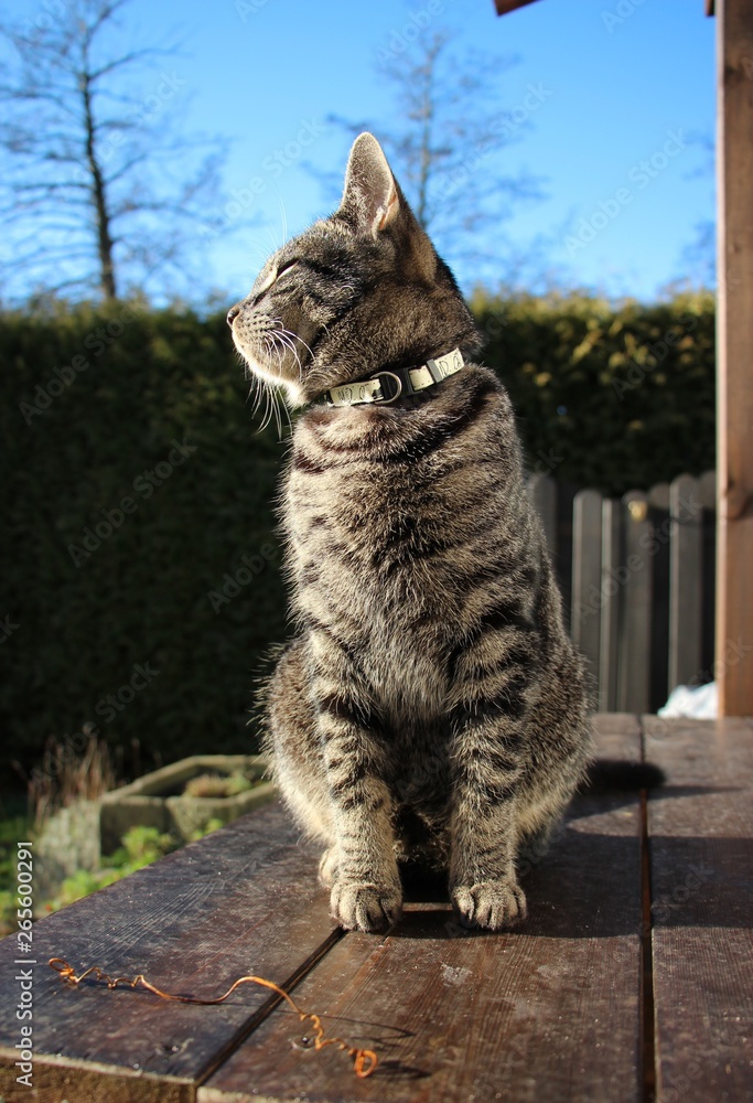 Obraz premium Grau-getigerter Kater bzw. Europäische-Kurhaar-Hauskatze genießt das schöne Wetter
