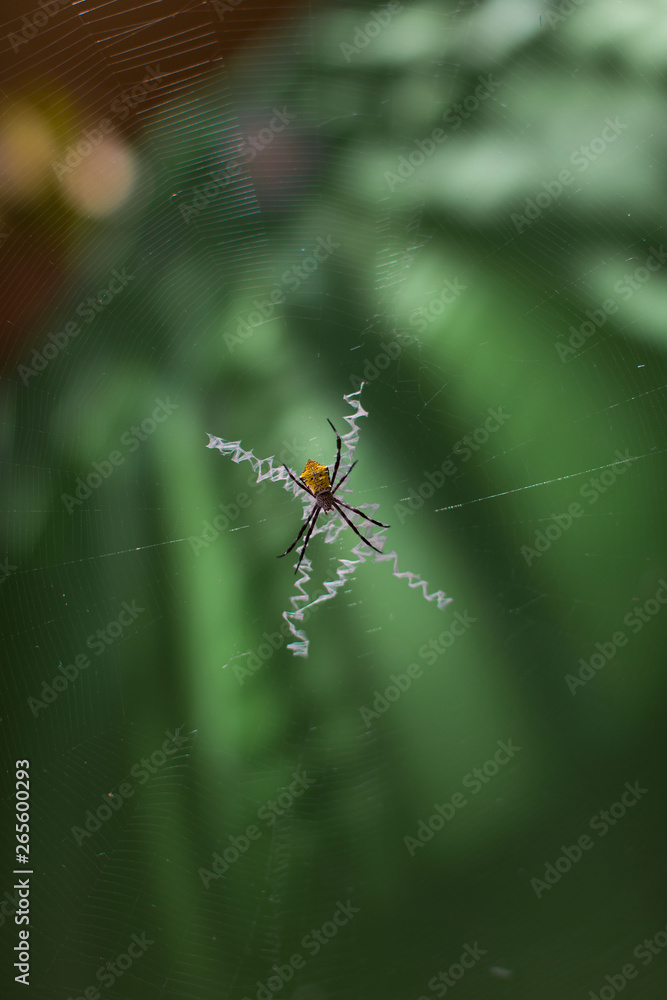 colorful spider hunting Insekts in the spider web on a blurred background macro photography colorful spider hunting Insekts in the spider web on a blurred background macro photography