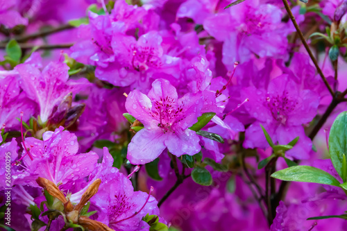 Rhododendron Flowers in Bloom in Springtime