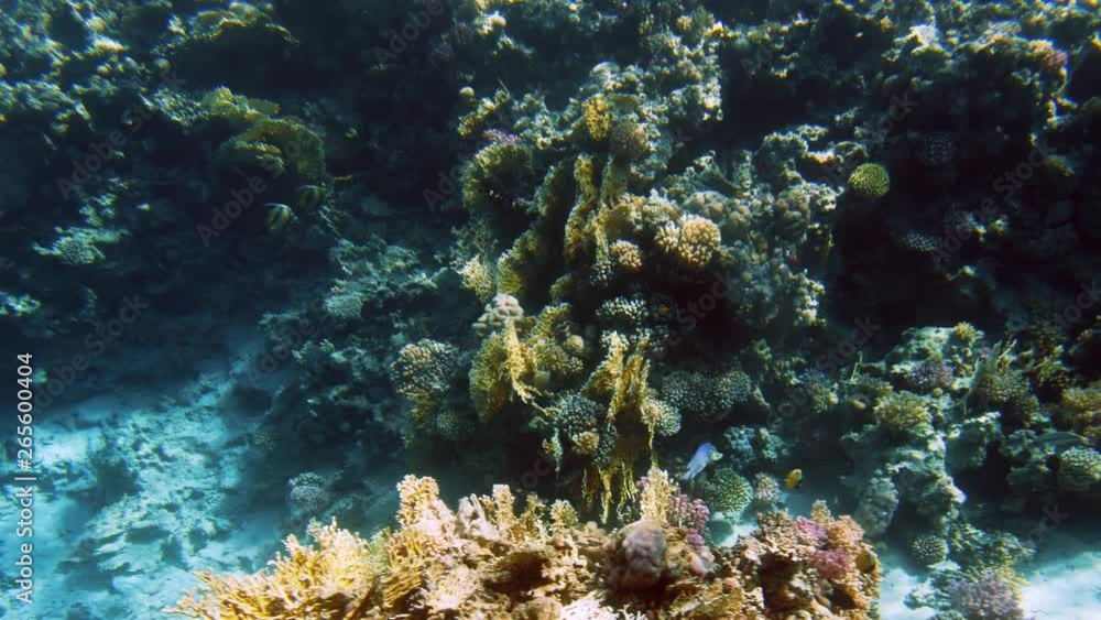 4k video of amazing seascape of coral reef with colorful fishes and anemones 4k video of amazing seascape of coral reef with colorful fishes and anemones