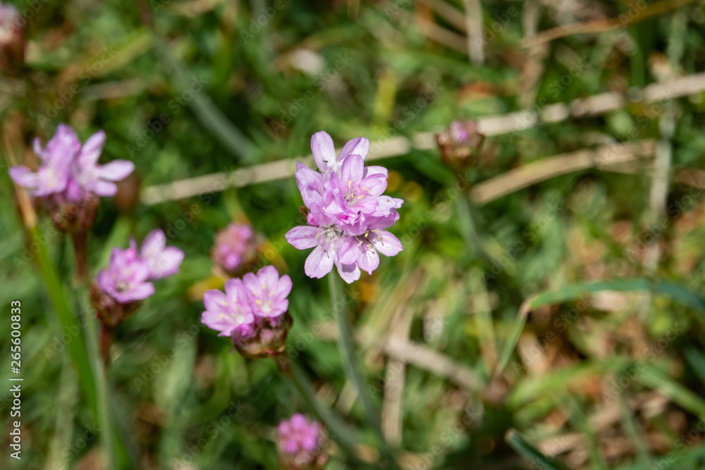 Sea Thrift Flowers in Bloom in Springtime Sea Thrift Flowers in Bloom in Springtime