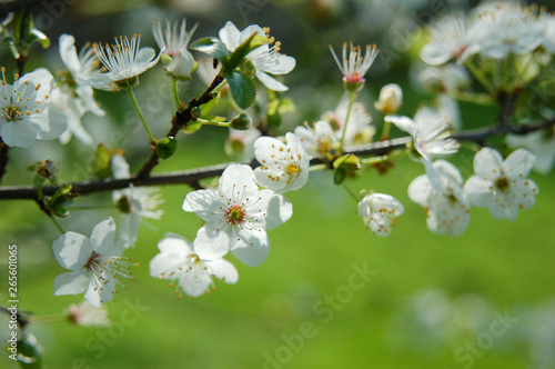 Fleurs blanche de prunus