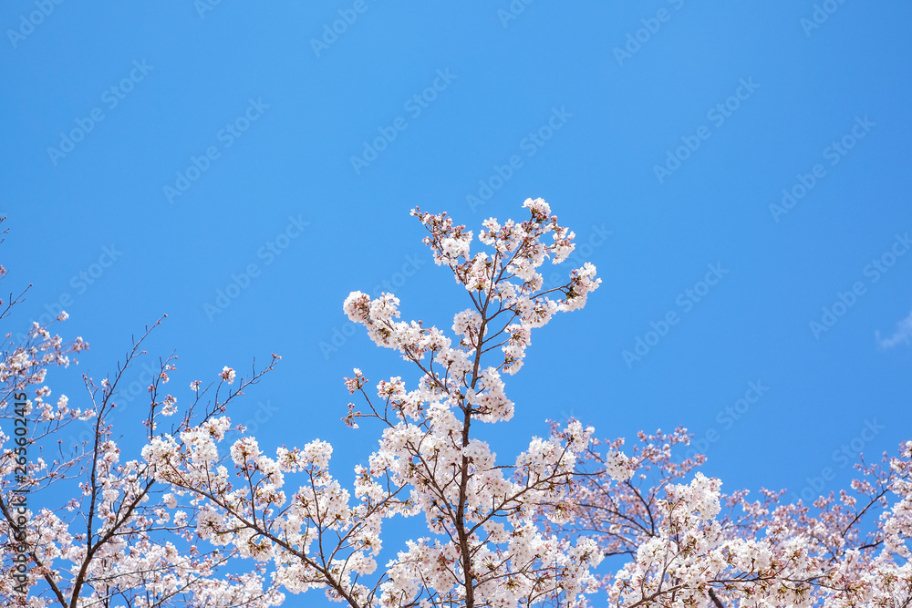 Spring Pink cherry blossom(Cherry blossom, Japanese flowering cherry) on the Sakura tree , Japan