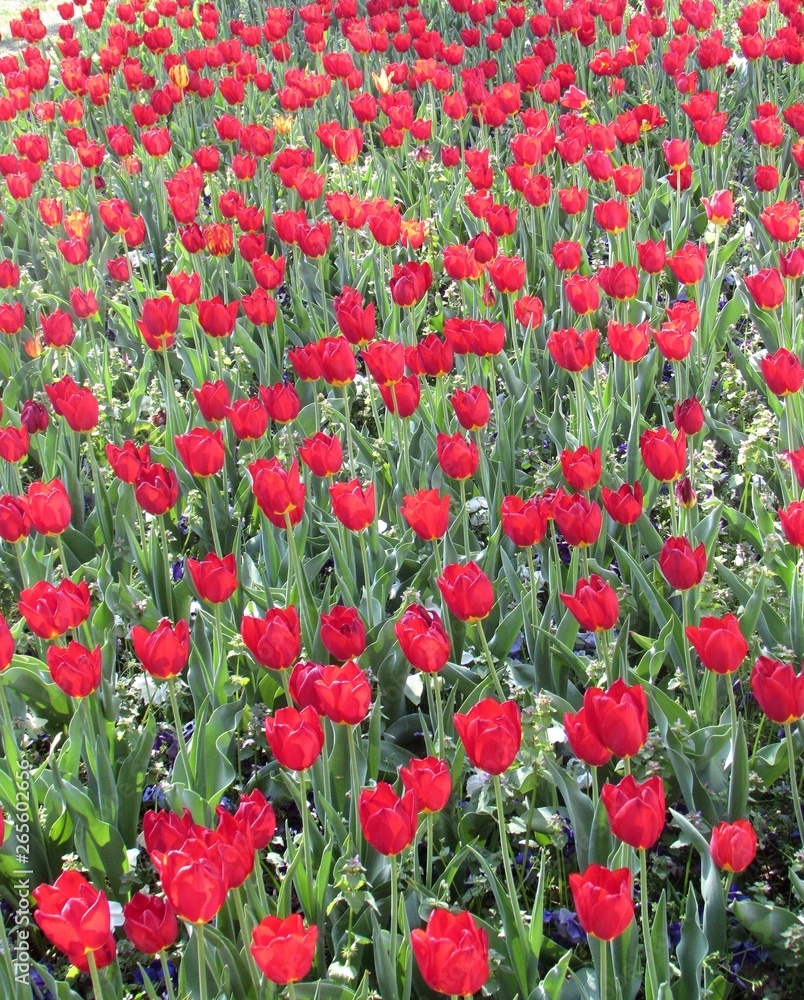 Fototapeta premium field of red tulips