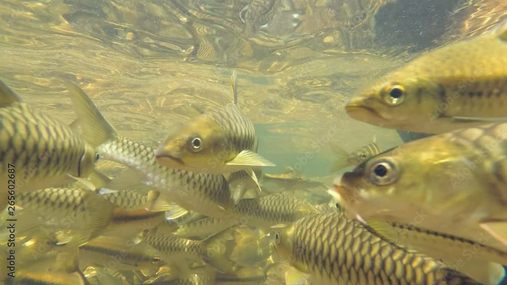 School of two species of fish swims in the like- Slender rasbora (Rasbora daniconius) and Side-striped barb (Systomus pleurotaenia) endemic to Sri Lanka, Sinharaja Forest Reserve School of two species of fish swims in the like- Slender rasbora (Rasbora daniconius) and Side-striped barb (Systomus pleurotaenia) endemic to Sri Lanka, Sinharaja Forest Reserve