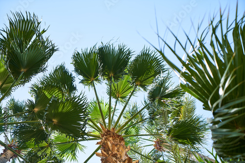 Beautiful palm trees on tropical island