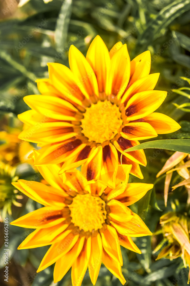 Gazania African daisies, daisy like composite flower shades of yellow, growing in summer. Its a flowering plants in Asteraceae family of Southern Africa. Gazania African daisies, daisy like composite flower shades of yellow, growing in summer. Its a flowering plants in Asteraceae family of Southern Africa.