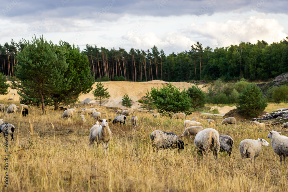 Fototapeta premium Schafe auf der Weide im Teutoburger Wald, Senne, Deutschland