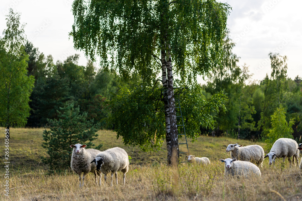 Fototapeta premium Schafe auf der Weide im Teutoburger Wald, Senne, Deutschland