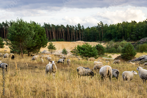 Schafe auf der Weide im Teutoburger Wald, Senne, Deutschland