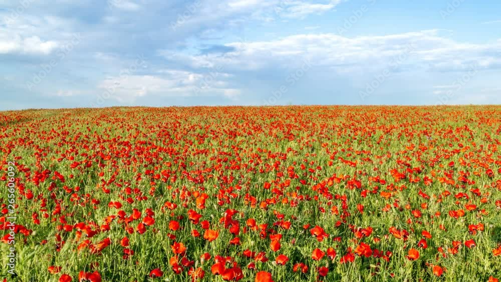 field of flowering poppies in May. Timelapse 4K field of flowering poppies in May. Timelapse 4K