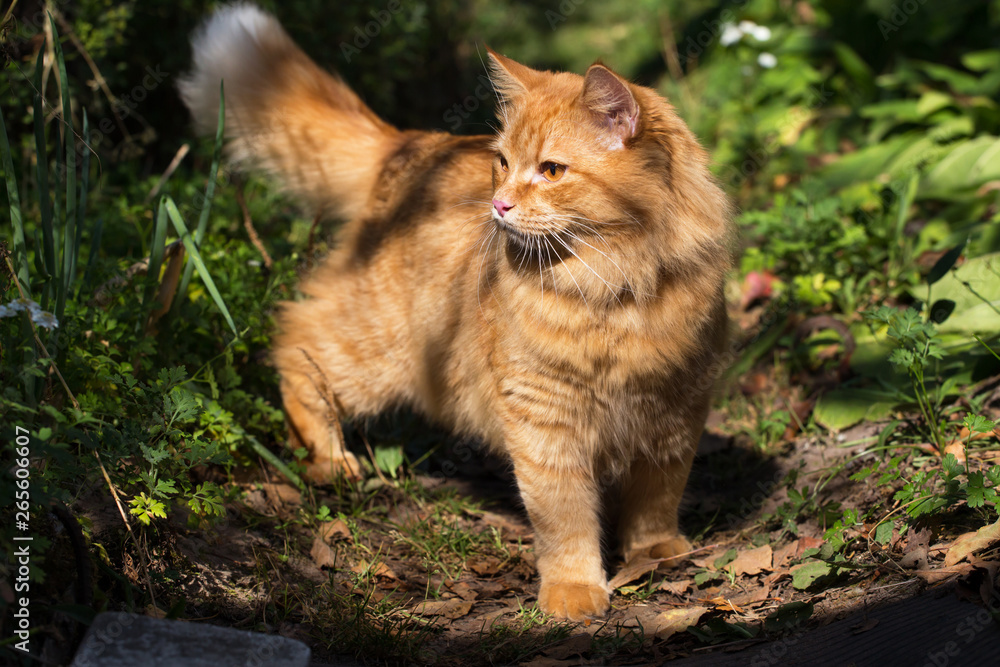 Obraz premium Beautiful red orange cat with a fluffy tail outdoor in garden in nature in sunlight 