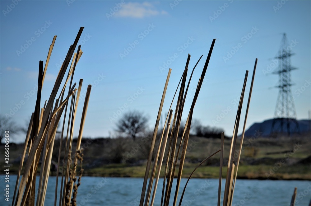 dry reeds on the pond