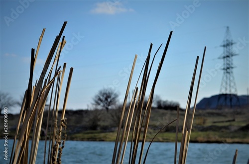 dry reeds on the pond © Николай Анненков