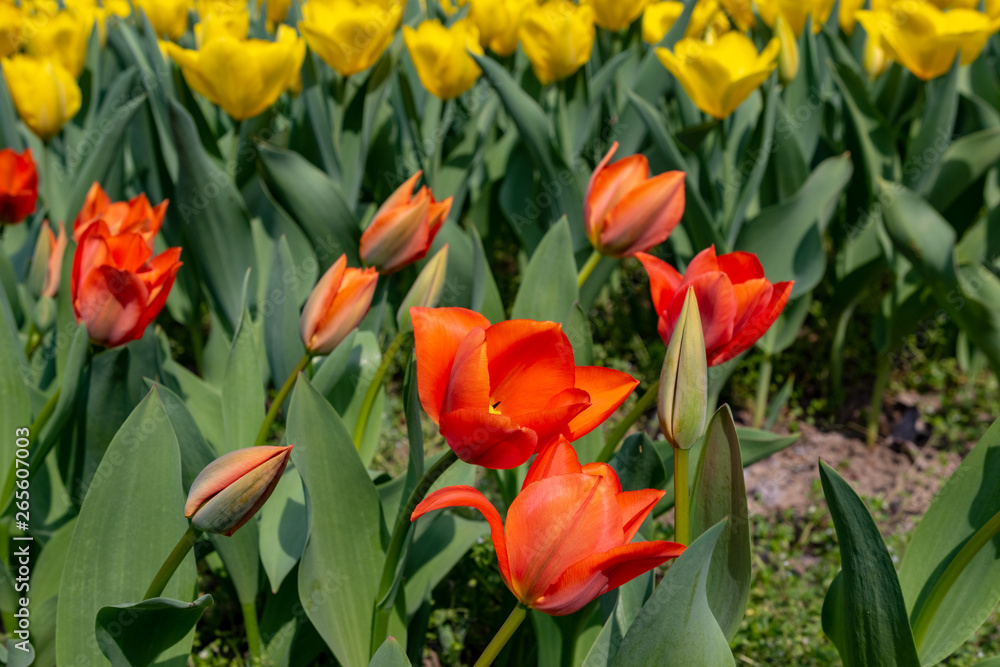 tulips, tulip, spring, colorful, bouquet, beautiful, tulips, tulip, spring, colorful, bouquet, beautiful,