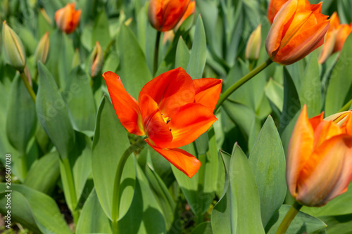tulips, tulip, spring, colorful, bouquet, beautiful,
