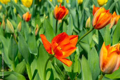 tulips  tulip  spring  colorful  bouquet  beautiful 