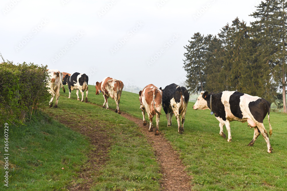 vache elevage betail lait viande agriculture