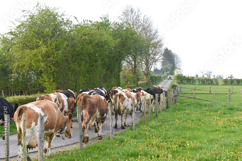 vache elevage betail lait viande agriculture photo