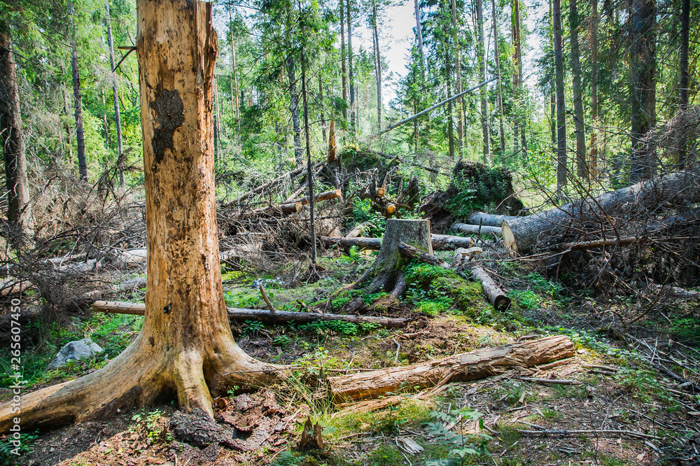forest landscape with broken trees and trunk without bark forest landscape with broken trees and trunk without bark