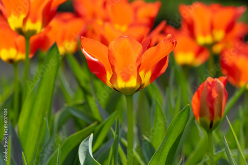 tulips, tulip, spring, colorful, bouquet, beautiful