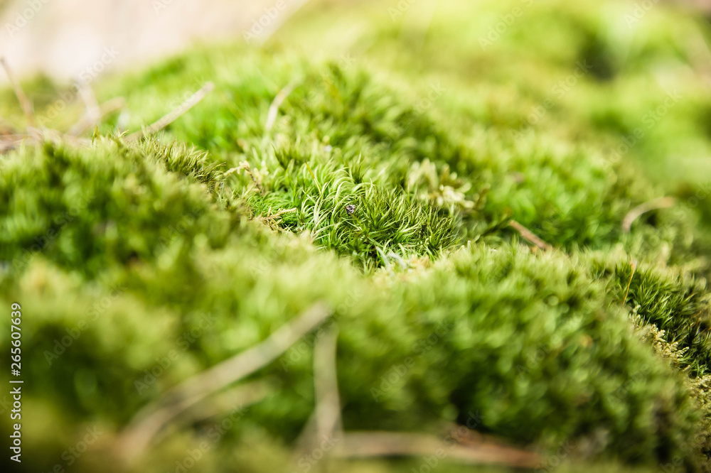 green bright moss close up