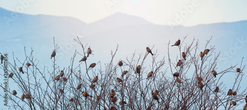 sparrows on the branches of trees. many birds in the trees. birds on a background of mountains. background with birds and mountains