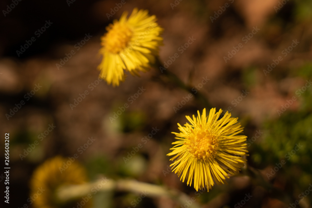 Yellow dandelions background Yellow dandelions background