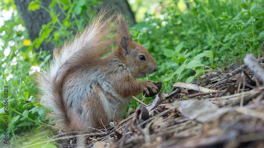 squirrel eating a nut in green grass squirrel eating a nut in green grass