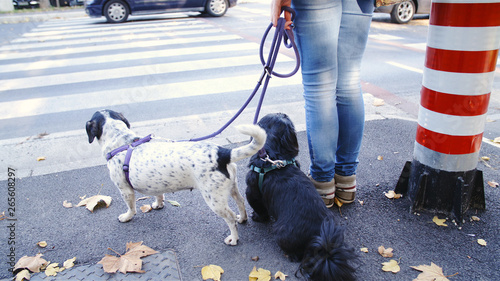 Photography Woman with two dogs on leash wait at road crossing