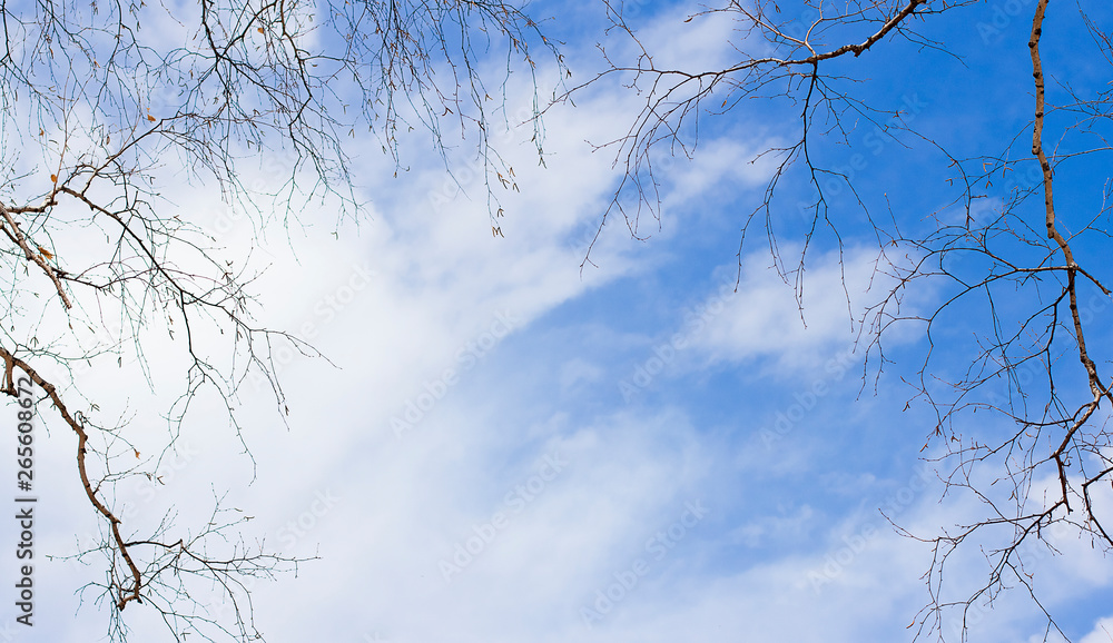 tree branches against the blue sky. sky background tree branches against the blue sky. sky background