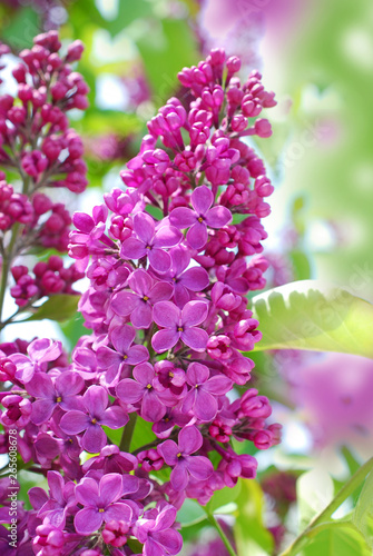 closeup of lilac flowers