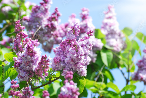 branch of blooming lilac © teressa
