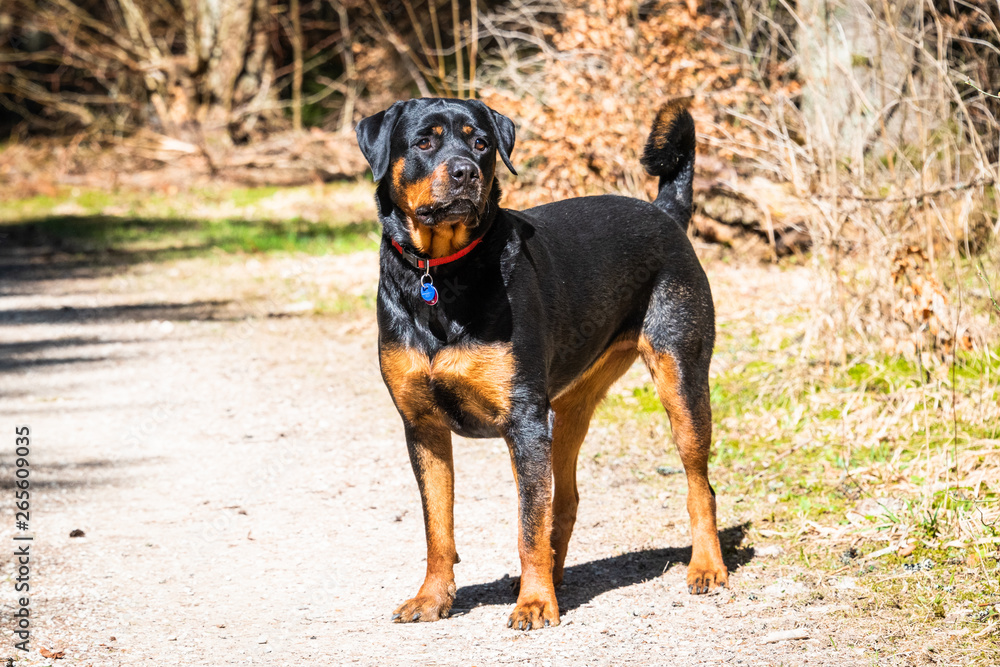 Rottweiler Rottweiler