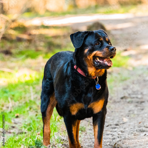 Rottweiler